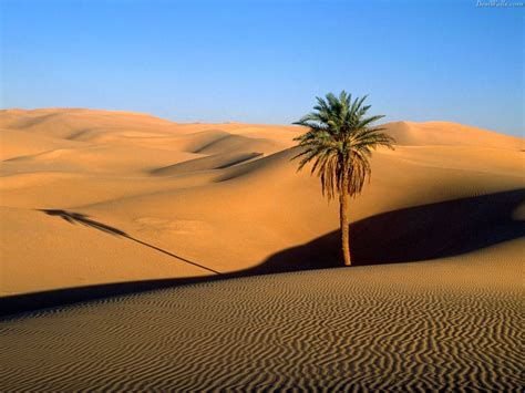 dating desert